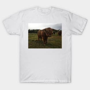 Scottish Highland Cattle Bull With Big Horns 2094 T-Shirt